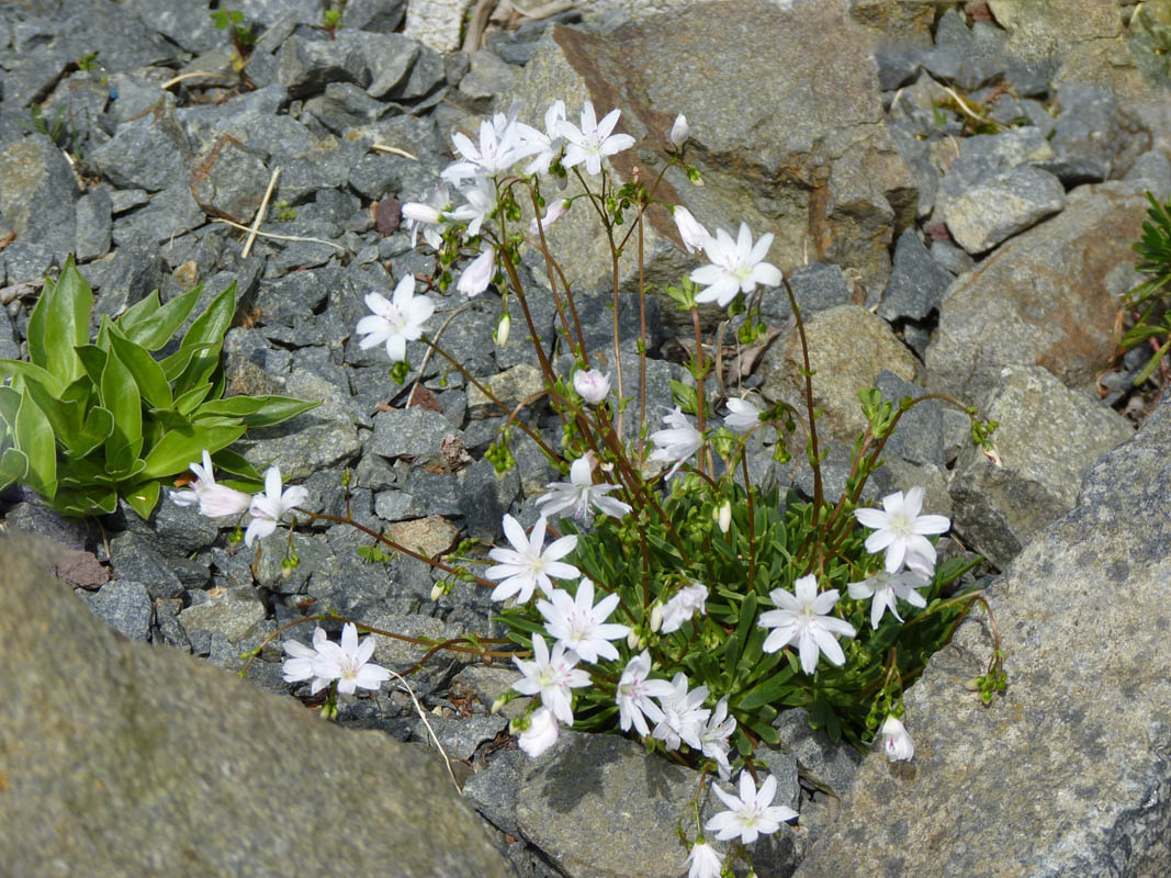 Lewisia columbiana 'Alba' photo